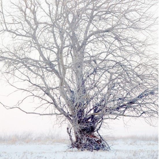 Bare tree covered in frost, standing in a snow-covered field, on a foggy day.