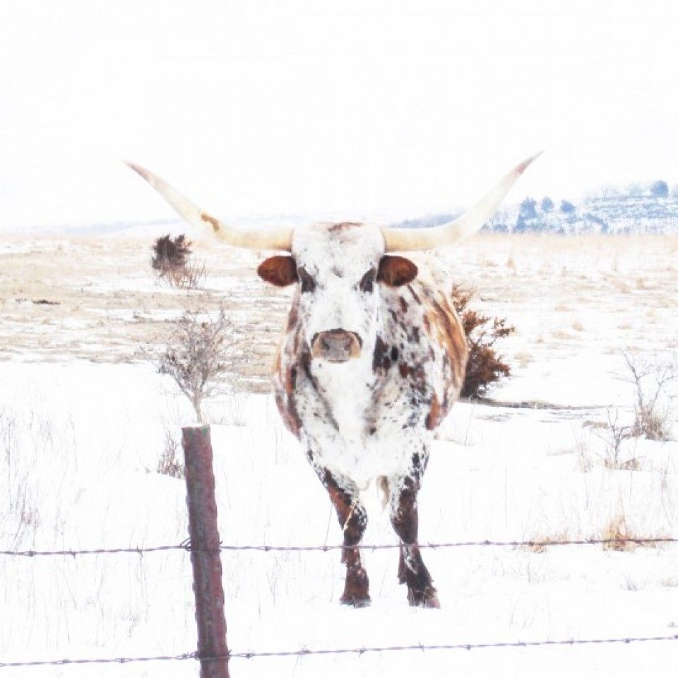 A longhorn cow is standing in the snow next to a barbed wire fence.