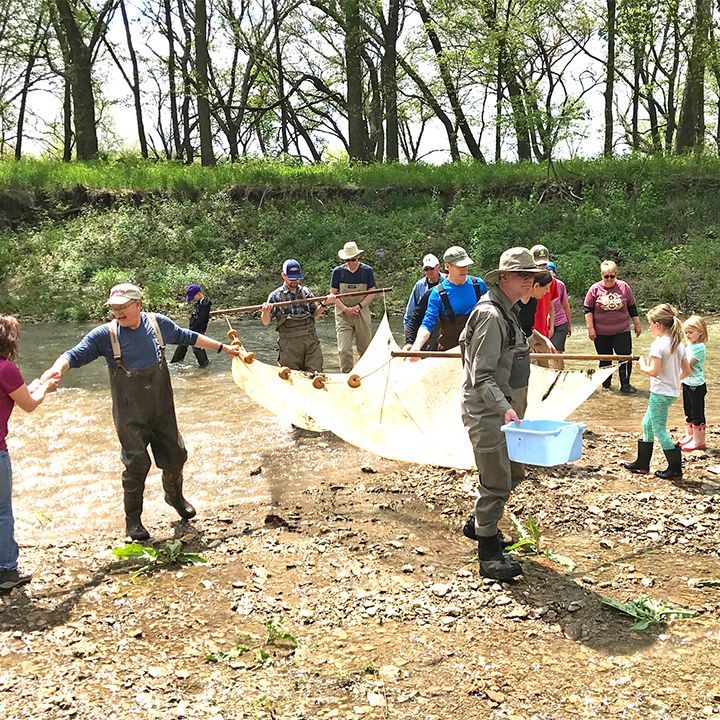 People using a net to catch fish in a shallow stream. Some wear waders, holding the net and containers. Children observe.