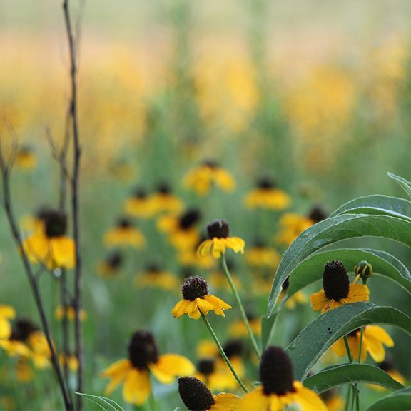 Yellow coneflowers with dark centers bloom in a field, with a blurred background of more flowers.