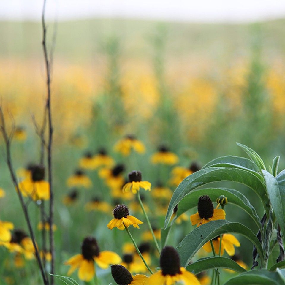 A field of yellow flowers with green leaves