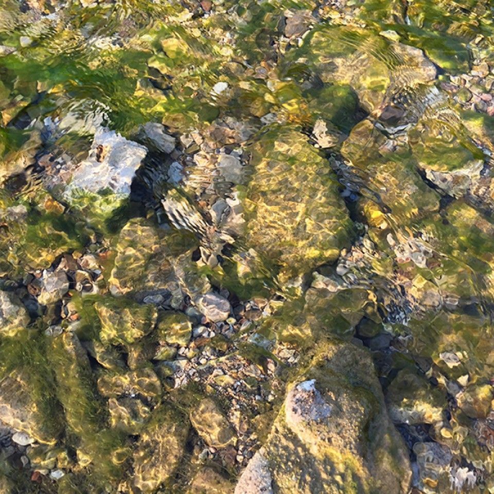 A close up of a rocky shoreline with algae growing on it.