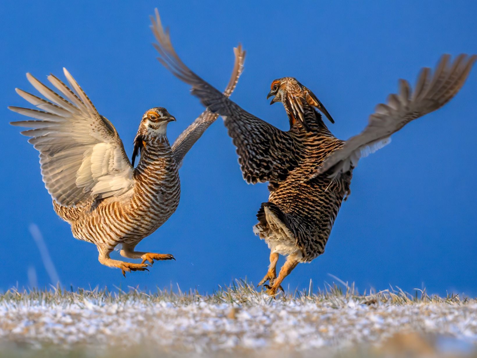 Two prairie chickens in mid-air, wings spread, facing each other in a grassy field with a blue sky.