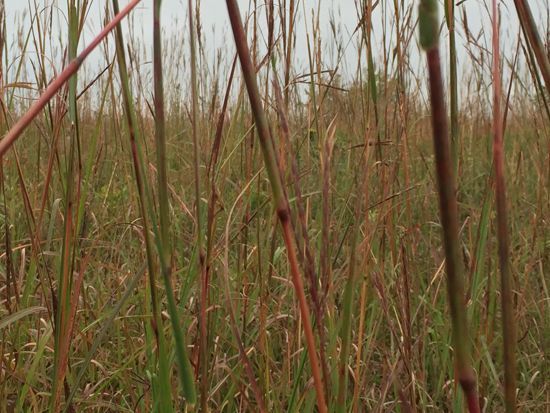 early fall bluestem_websize