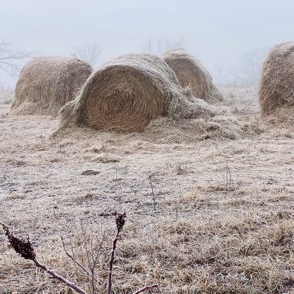 Frosty field with hay bales in fog.