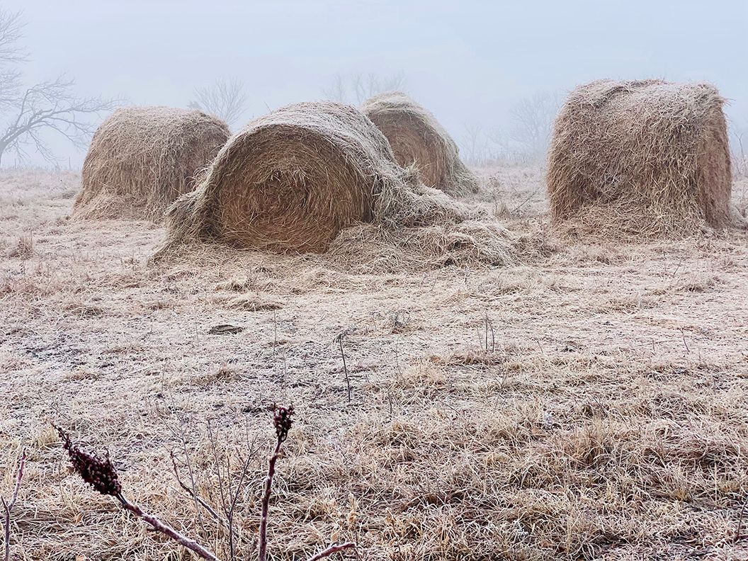 Hay bales in a frosty field under a foggy sky.