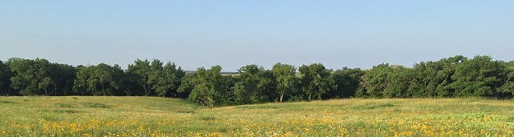 A field with trees in the background and a blue sky