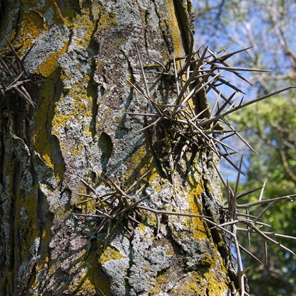 A tree with a lot of thorns on it