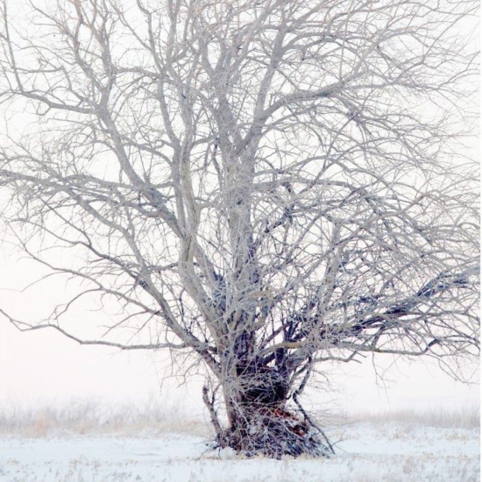 A tree in the middle of a snowy field