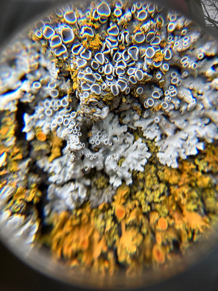 Close-up view of vibrant lichen on a surface, with yellow, orange, and white circular patterns.