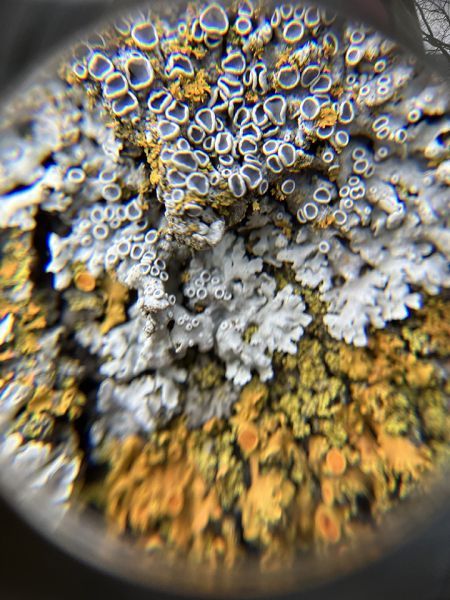 Close-up view of various colorful lichens, including orange, yellow, and white, growing on a surface.