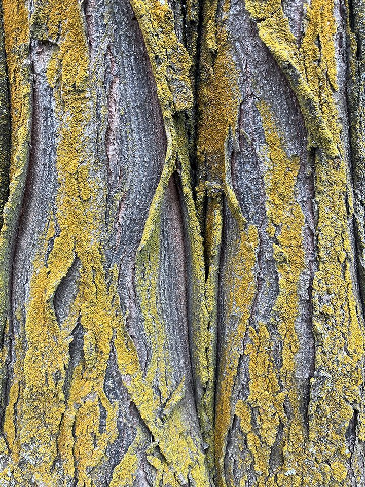Close-up of tree bark covered in yellow and gray lichen.