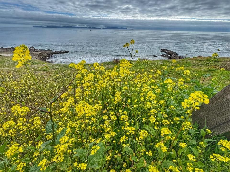 A field of yellow flowers with the ocean in the background