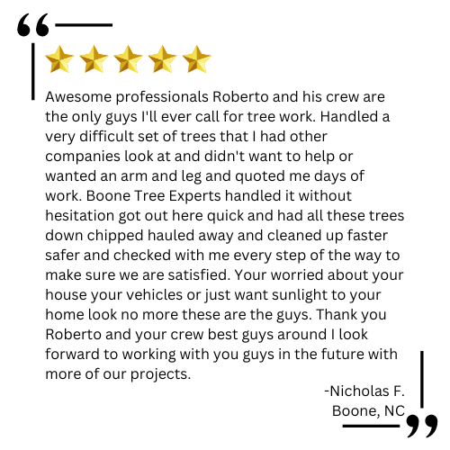 tree removal near me

