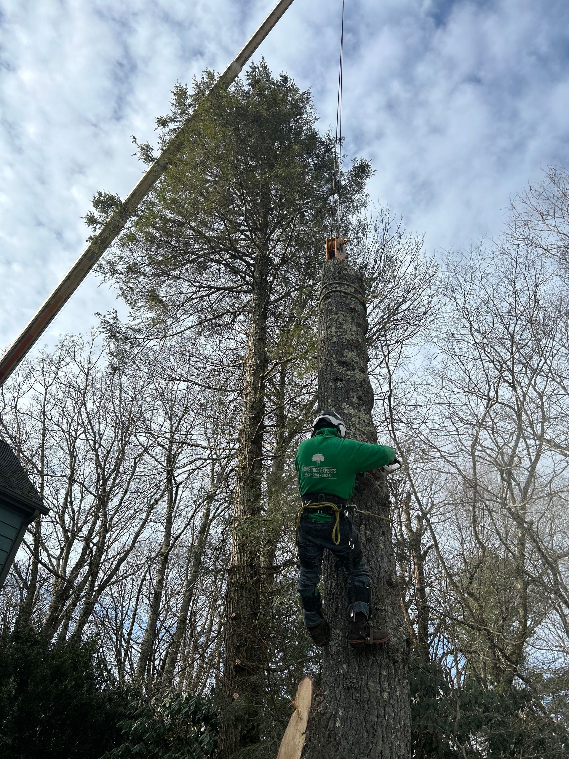 Tree Trimming Services in Boone, North Carolina