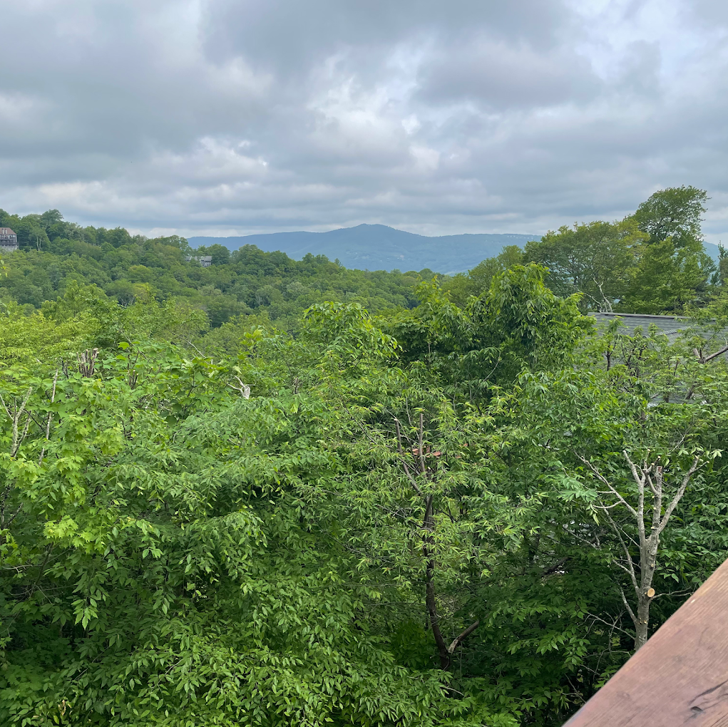 tree removal services near me
