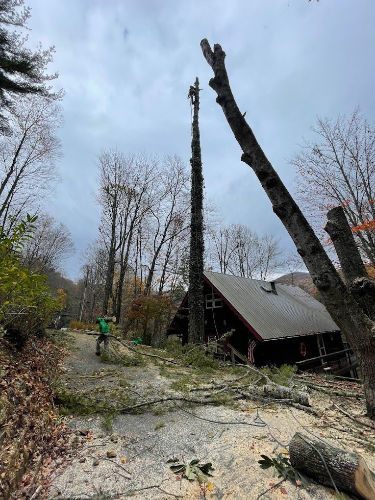 stump grinding near me
