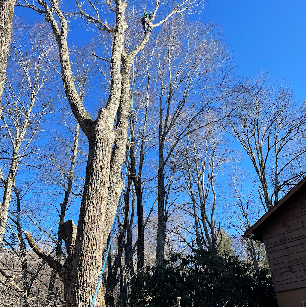 stump grinding near me
