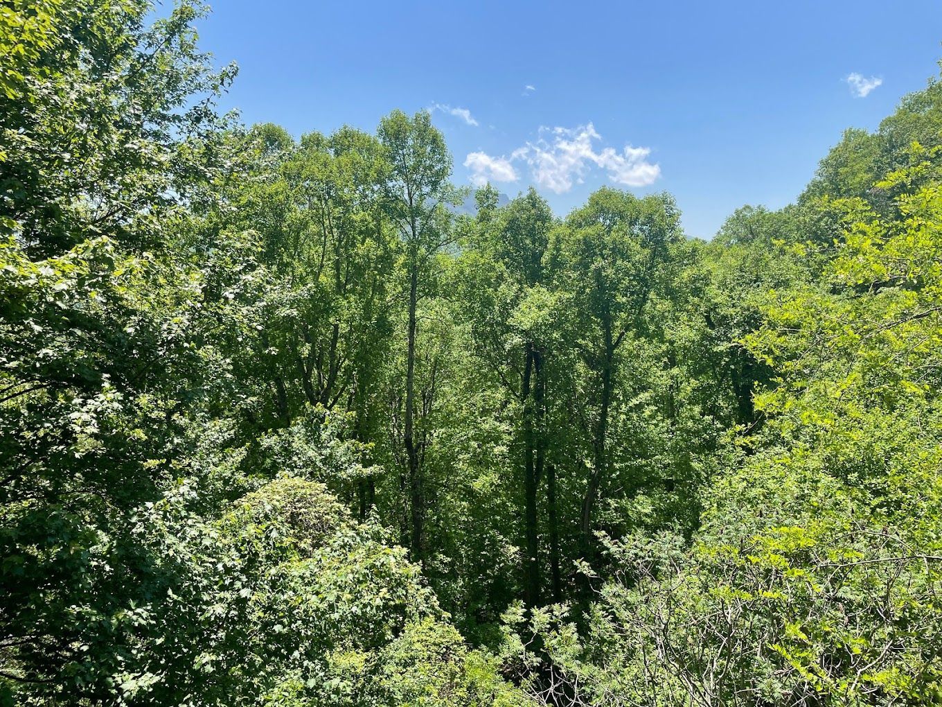 tree removal services near me
