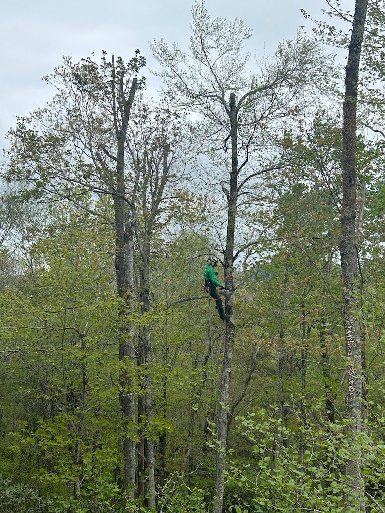 tree trimming near me
