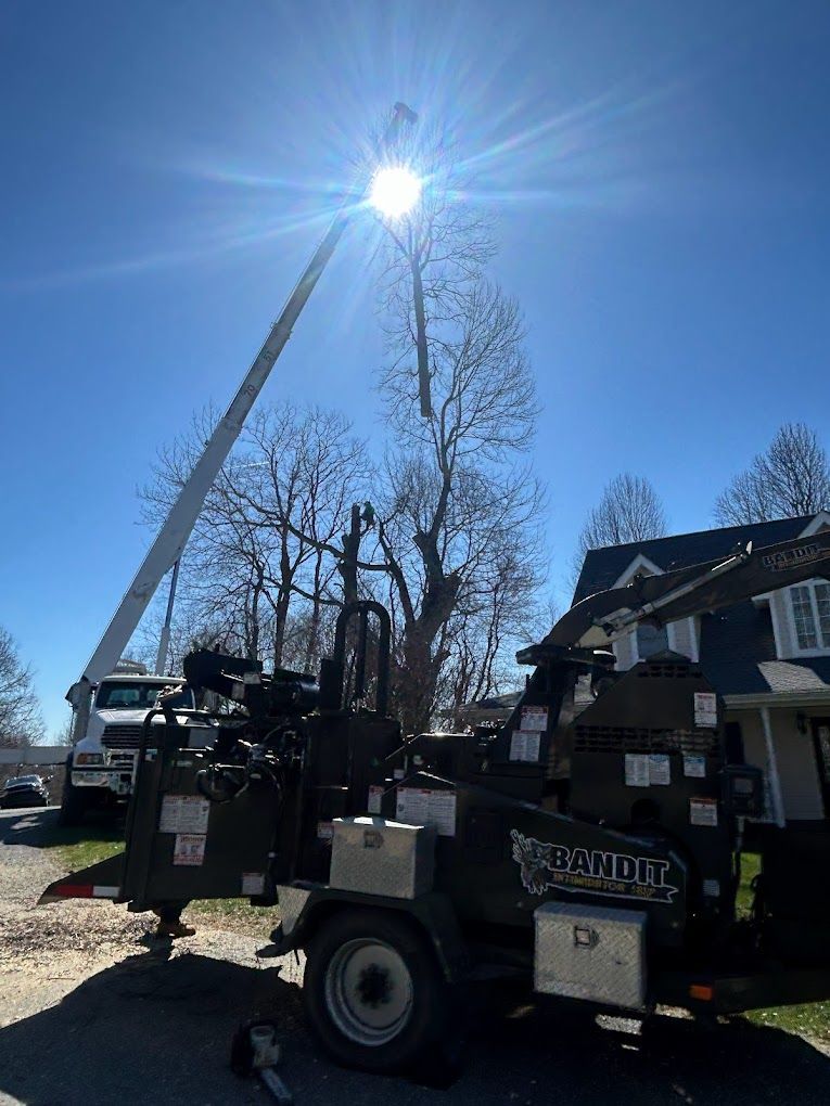 tree removal boone nc
