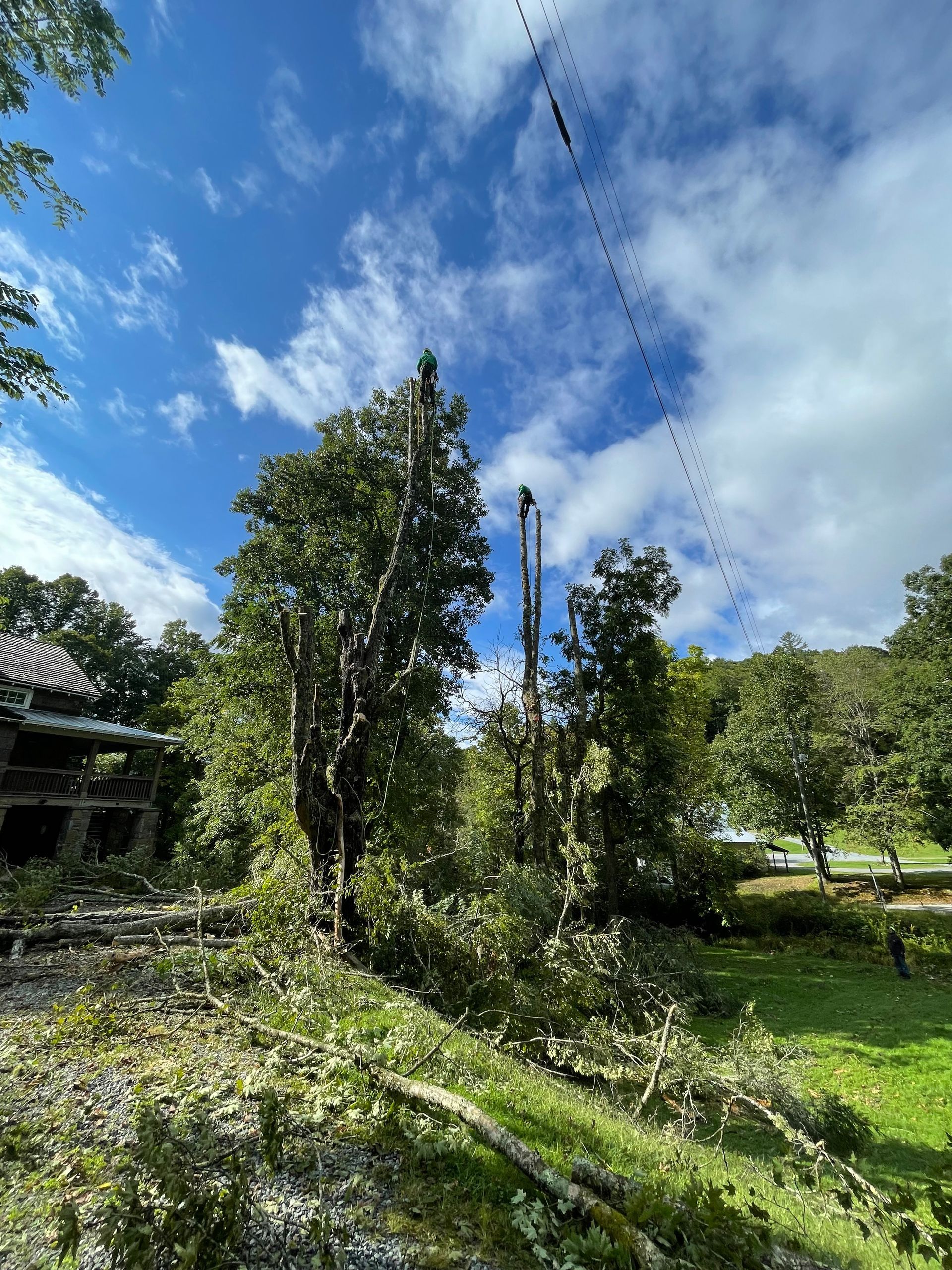 Fallen Tree Being Picked Up