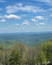 tree trimming services near me