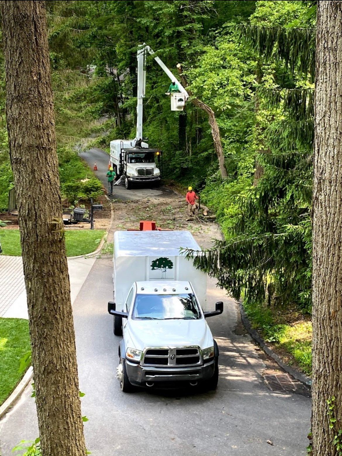 tree trimming boone nc