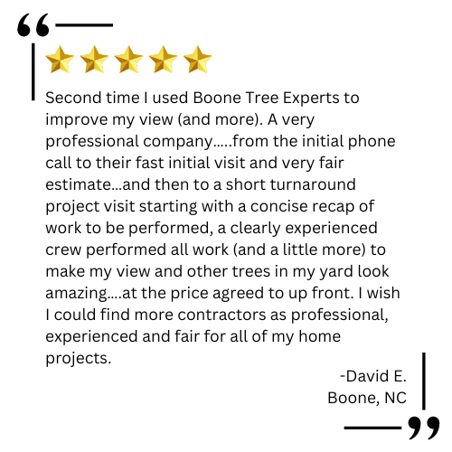 tree experts boone nc

