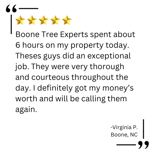 stump grinding boone nc

