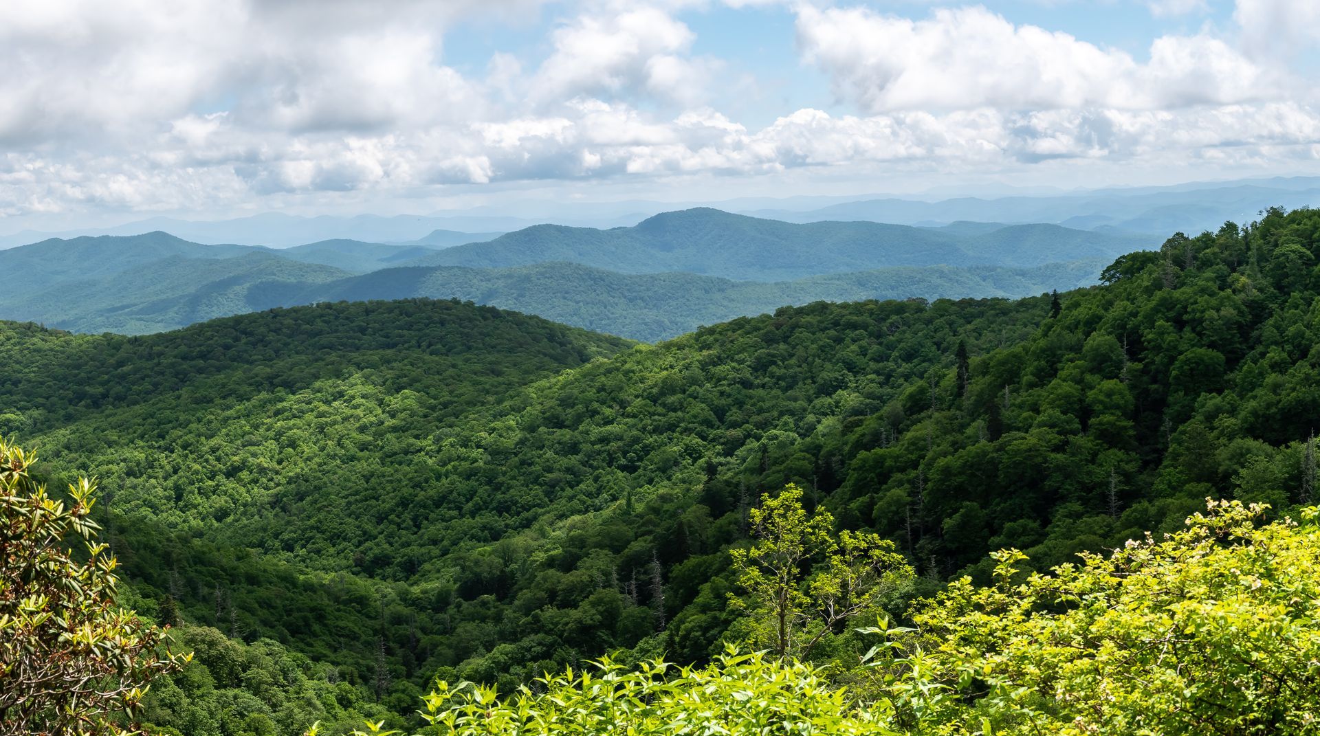 tree service boone nc

