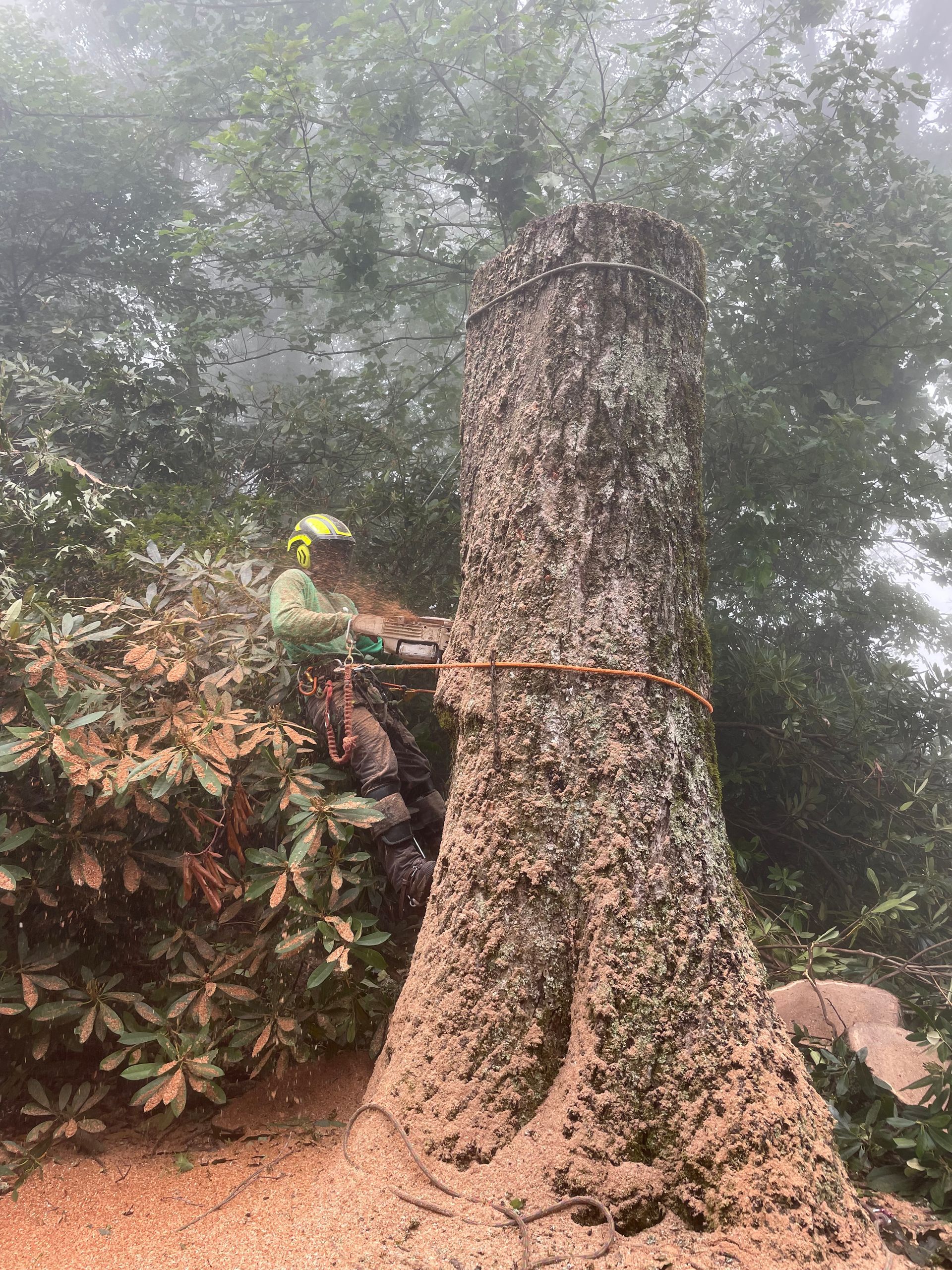 Trimming a Tree With Machinery