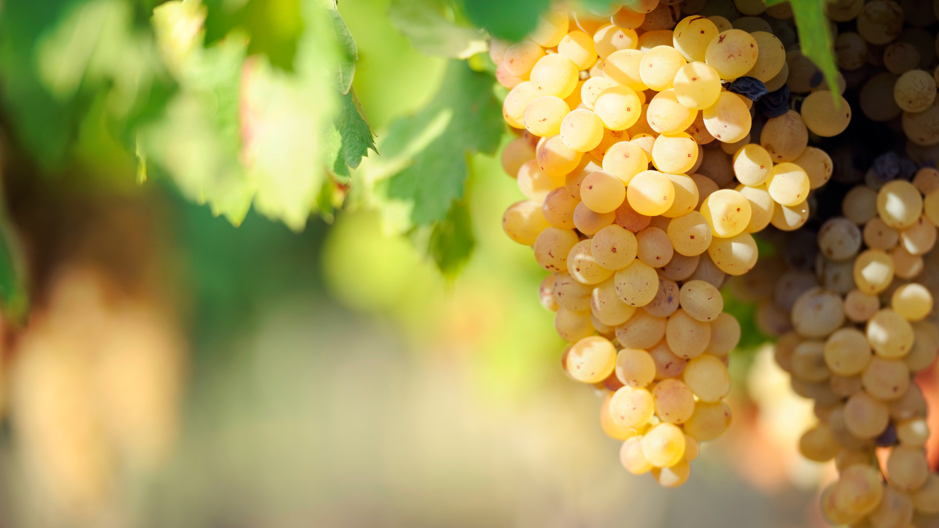 Grapes hanging from a vine, ripe and golden, in an outdoor setting.