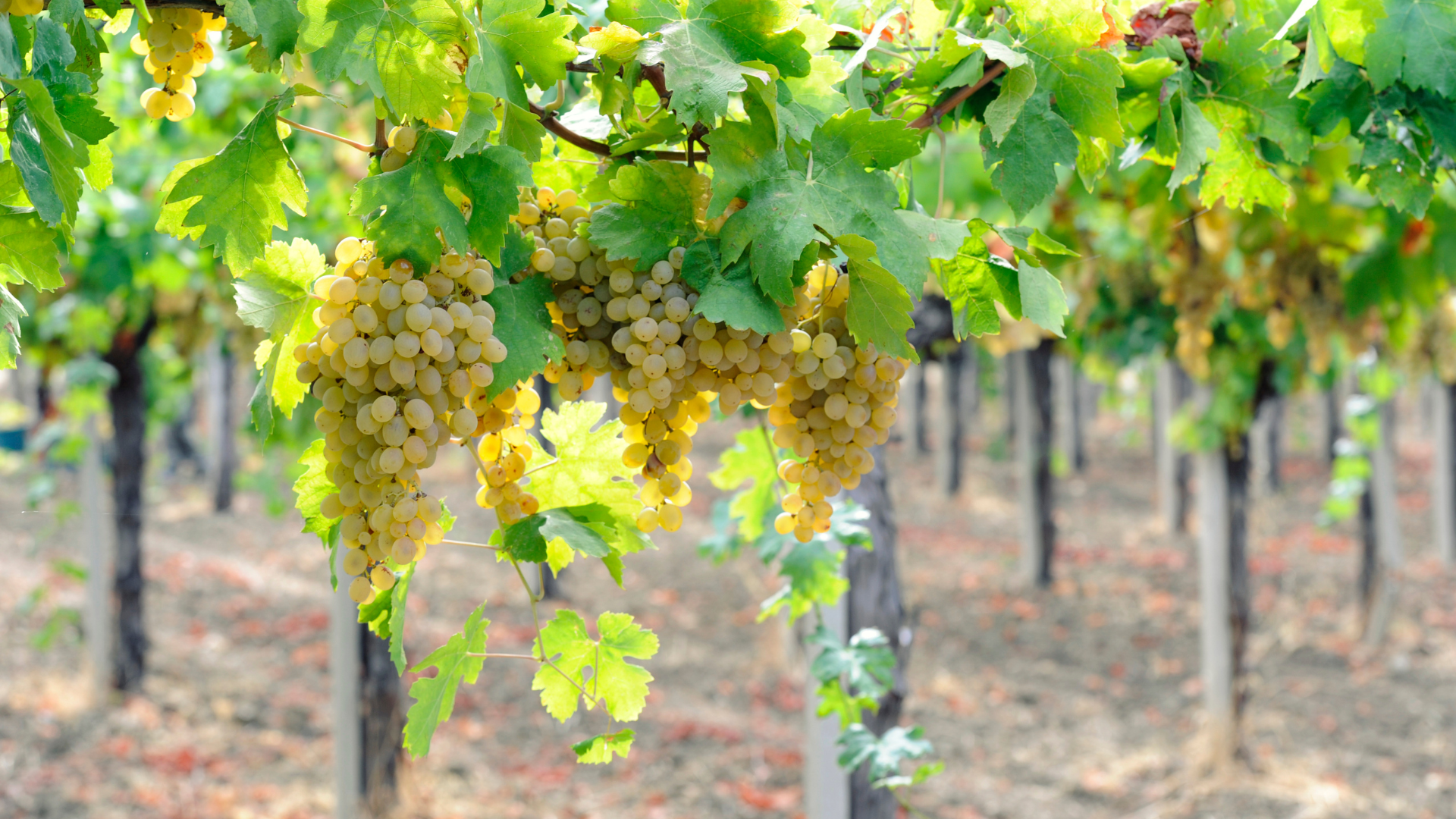 Vineyard with ripe, yellow grapes hanging from vines, sunlight filtering through leaves.