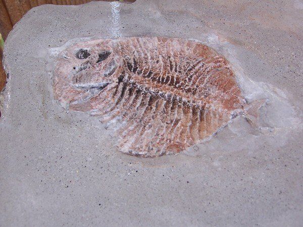 A fossil of a fish is sitting on a sandy surface