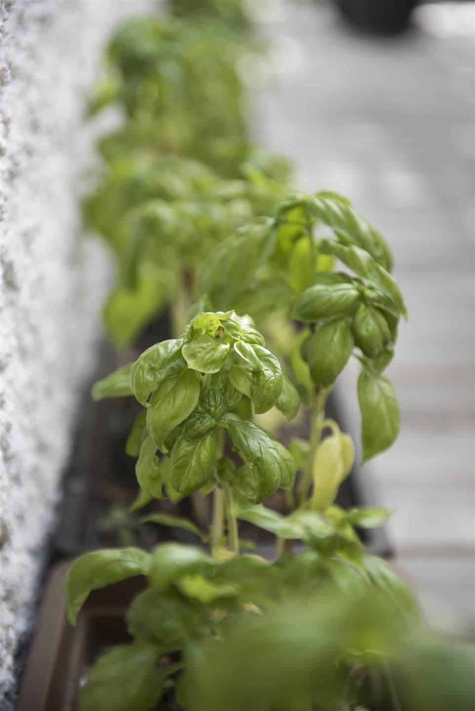 Fresh basil leaves growing