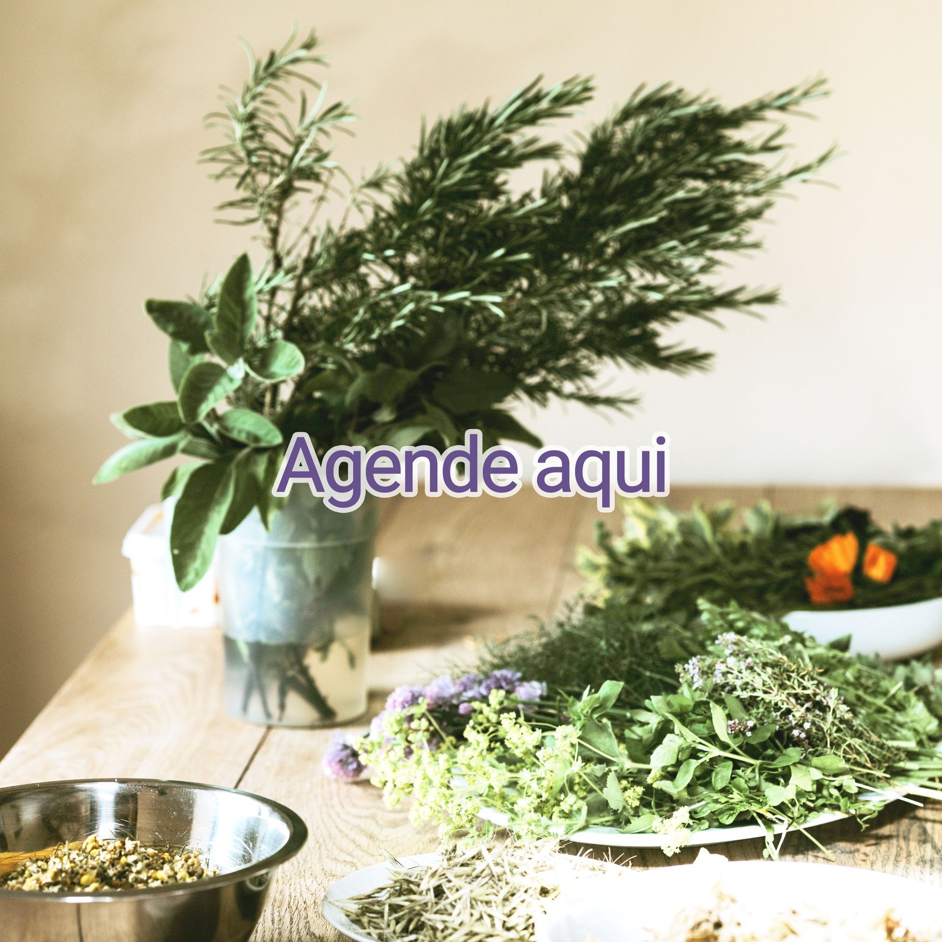 Imagem ilustrativa de Plantas Medicinais