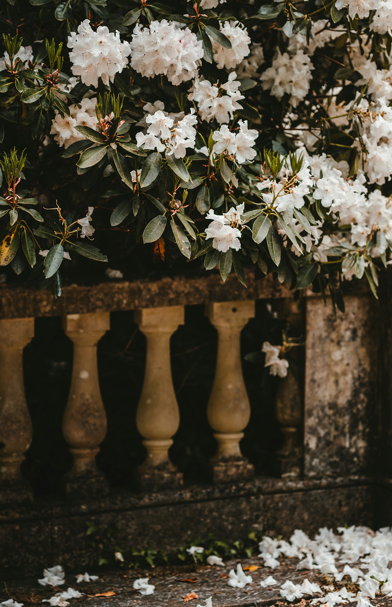 Send Flowers