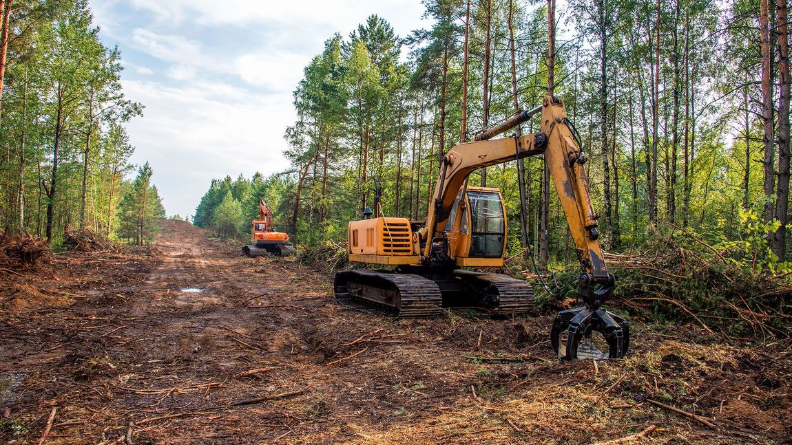 A yellow excavator is cutting down trees in a forest.