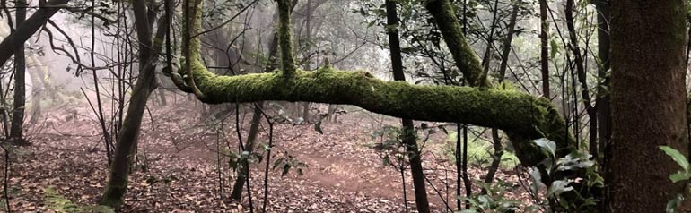 Una rama de árbol cubierta de musgo en medio de un bosque.