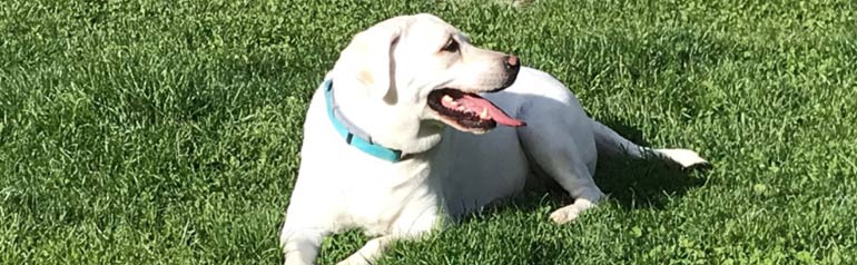 Un perro blanco con collar azul está tirado en la hierba.