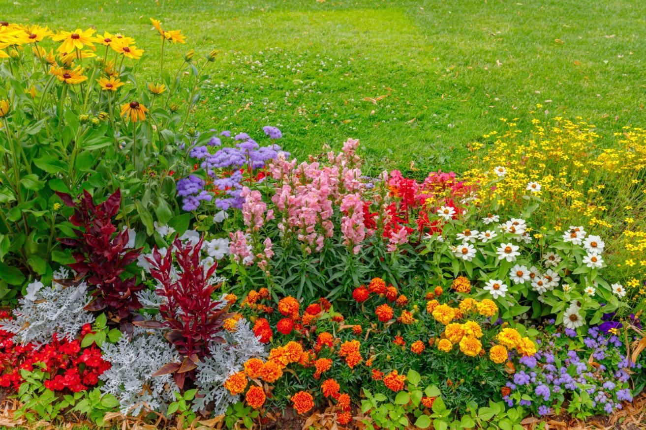 Colorful flower bed with various blooms in front of a green lawn.