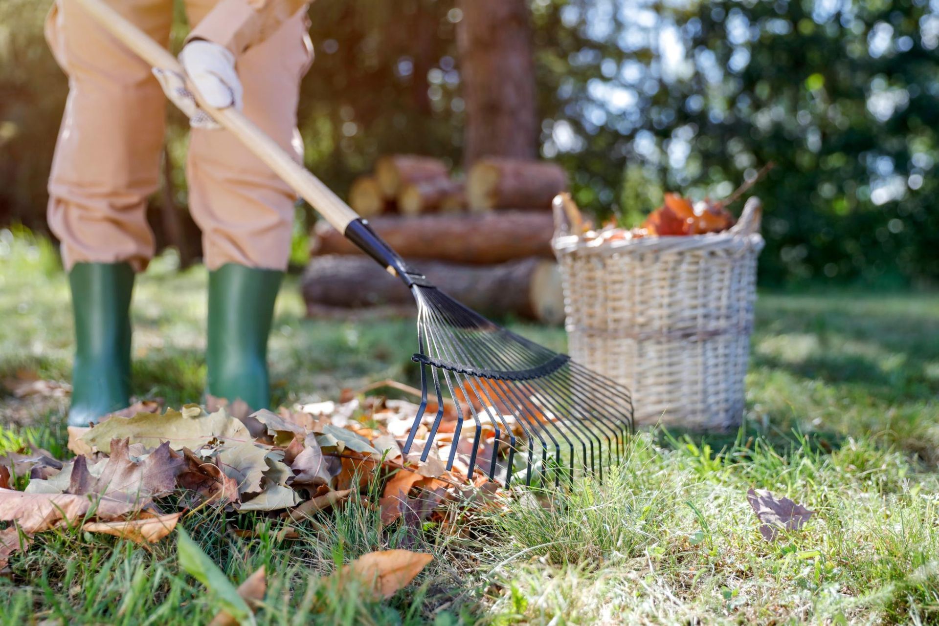 Person raking leaves on green grass with a basket nearby; autumn scene.