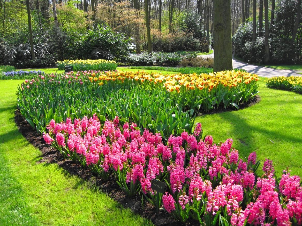 Rows of pink, green, and yellow flowers in a sunny garden.