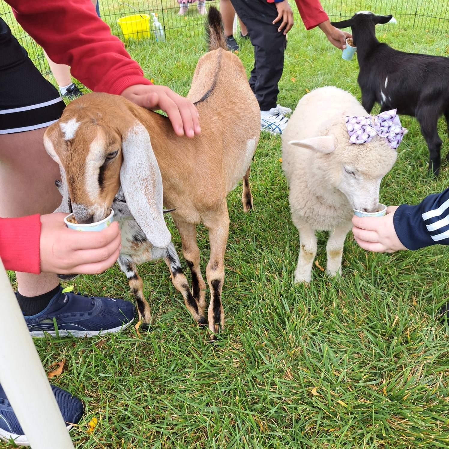 Children feeding goats