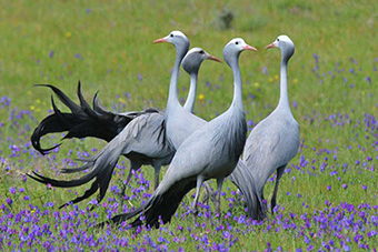 Wakkerstroom Accommodation 014