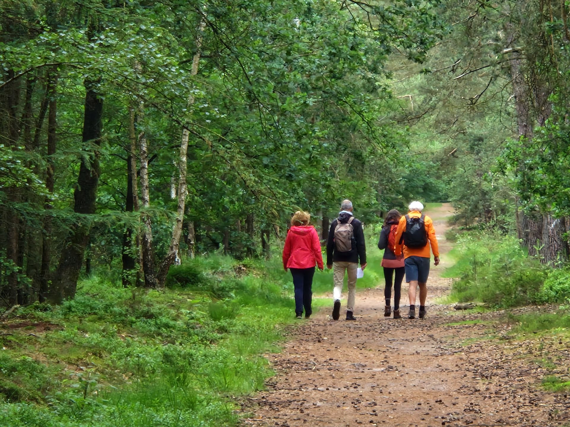 Wandelaars in het bos
