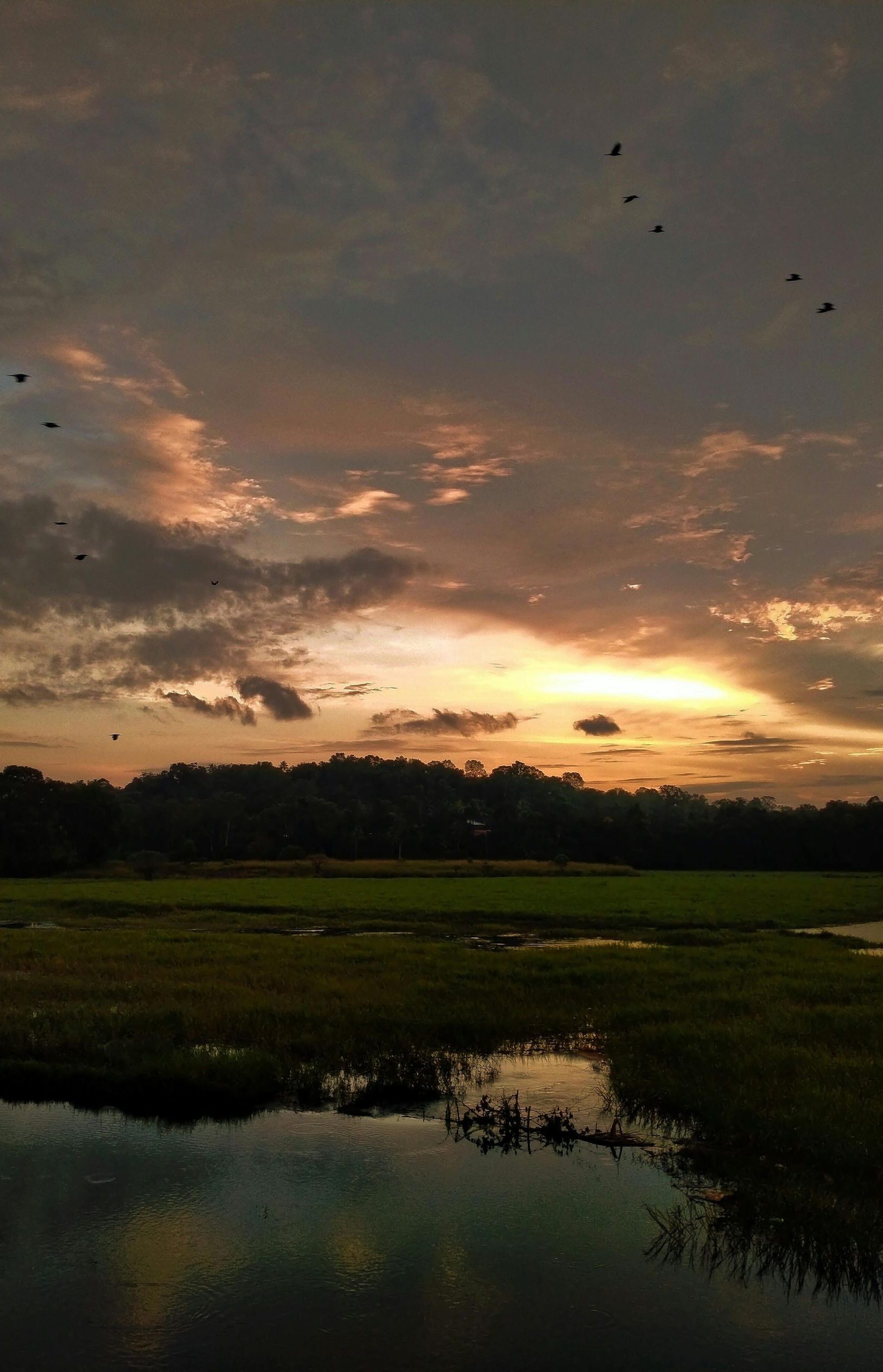 Sunset over a marshy field with a body of water reflecting the sky. Several birds fly above.