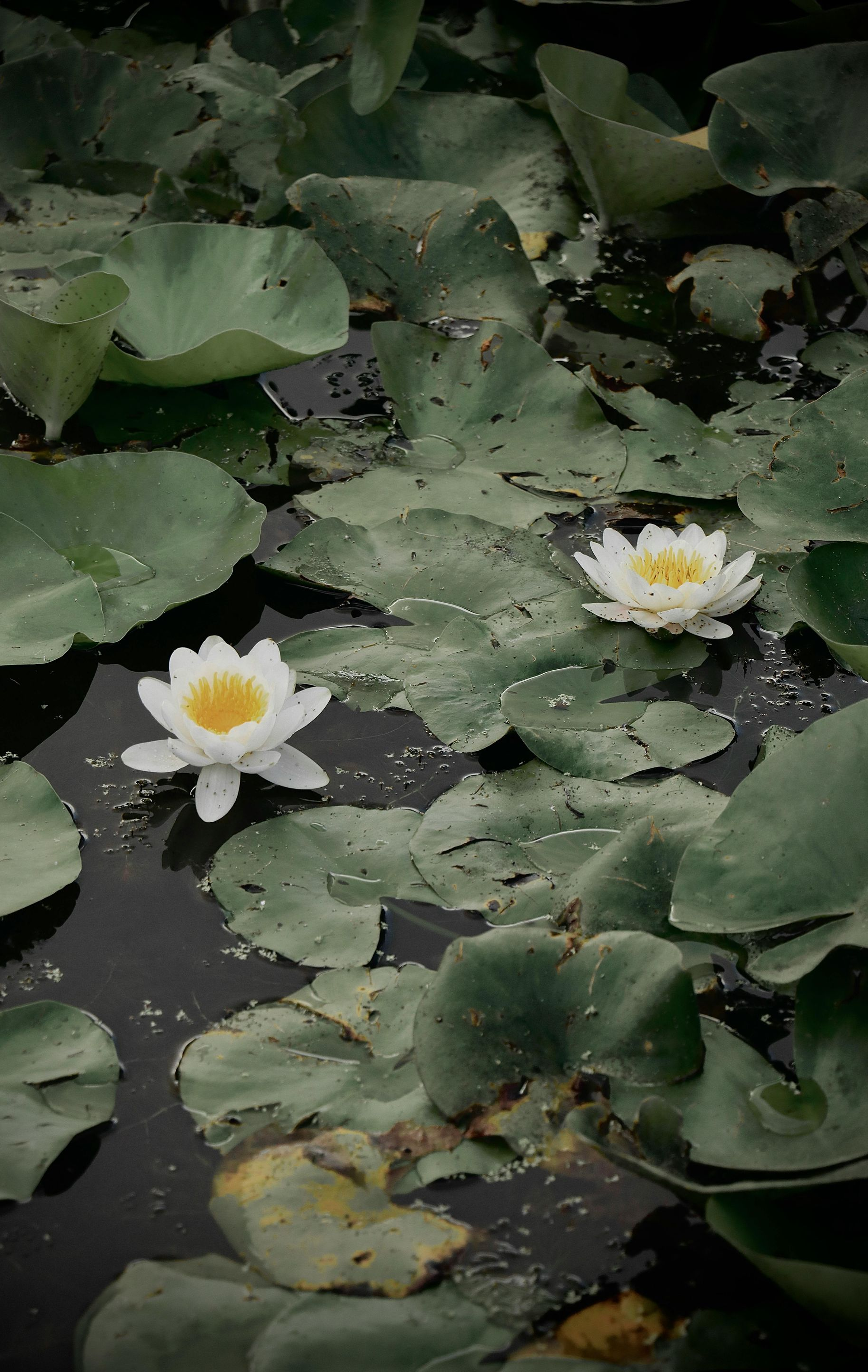 White water lilies bloom on green lily pads in dark water.