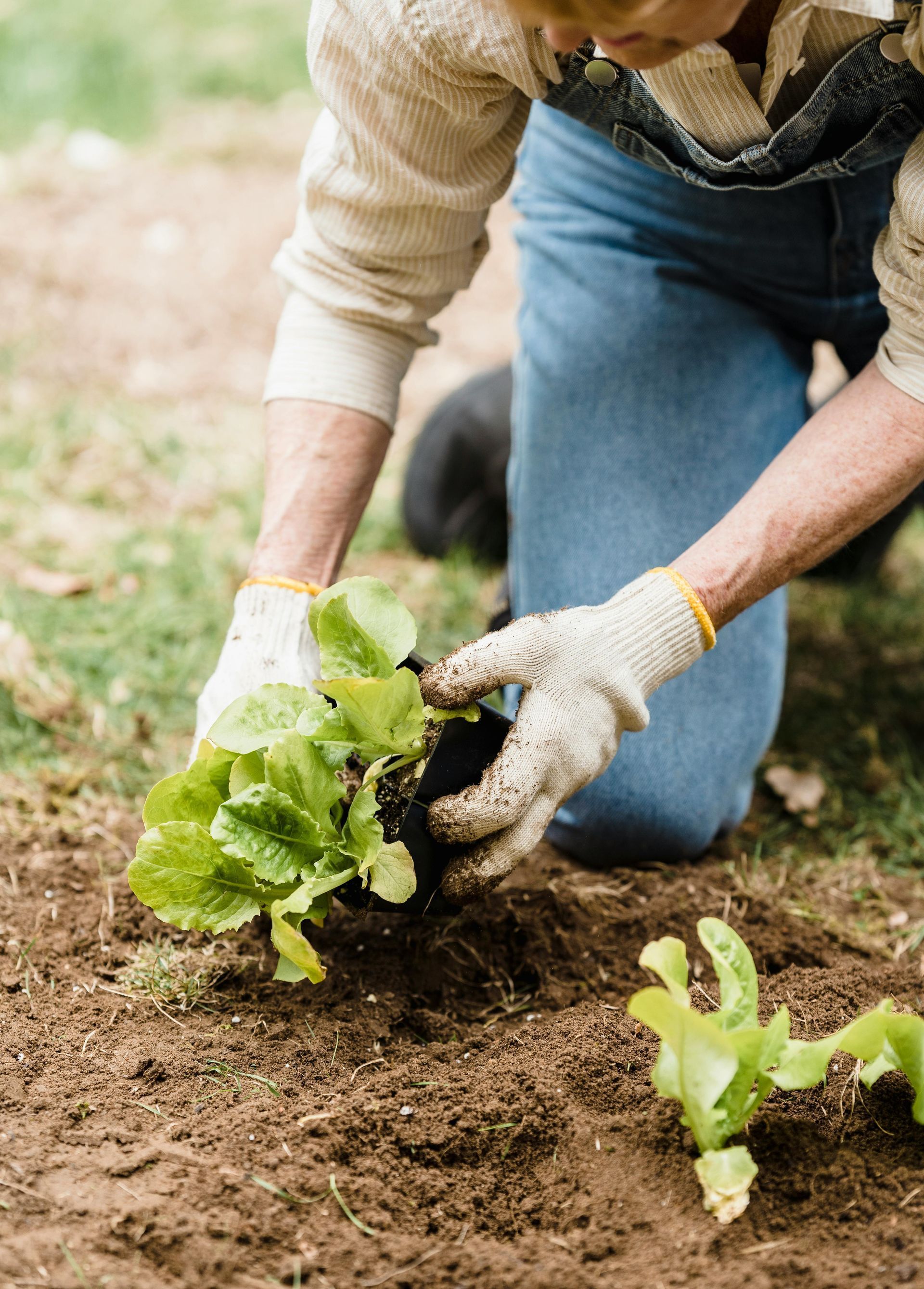 A woman is kneeling down in the dirt planting lettuce in a garden.